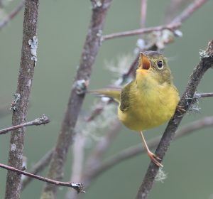Whistler's Warbler, 韦氏鹟莺, Phylloscopus whistleri-gallery-