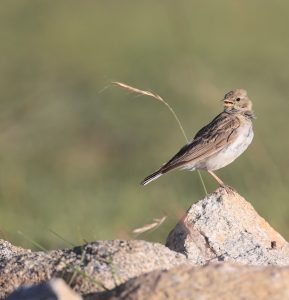 Hume's Short-toed Lark, 细嘴短趾百灵, Calandrella acutirostris-gallery-