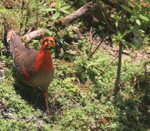 Blyth's Tragopan, 灰腹角雉, Tragopan blythii-gallery-