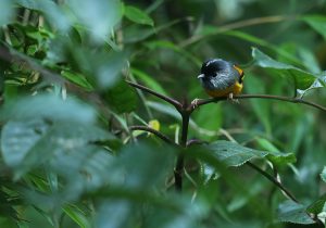 Golden-breasted Fulvetta, 金胸雀鹛, Lioparus chrysotis-gallery-
