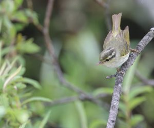 Blyth's Leaf Warbler, 西南冠纹柳莺, Phylloscopus reguloides-gallery-