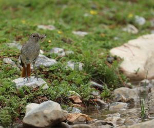 Hodgson's Redstart, 黑喉红尾鸲, Phoenicurus hodgsoni-gallery-
