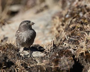 Brandt's Mountain Finch, 高山岭雀, Leucosticte brandti-gallery-