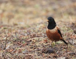 Kessler's Thrush, 棕背黑头鸫, Turdus kessleri-gallery-