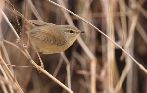 Hume's Bush Warbler, 休氏树莺, Horornis brunnescens-gallery-