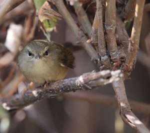 Hume's Bush Warbler, 休氏树莺, Horornis brunnescens-gallery-