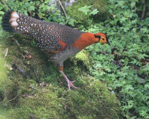 Blyth's Tragopan, 灰腹角雉, Tragopan blythii-gallery-