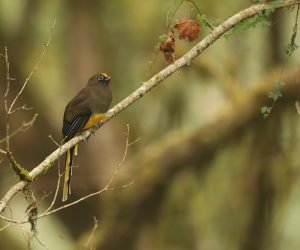 Ward's Trogon, 红腹咬鹃, Harpactes wardi-gallery-