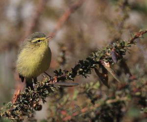 Tickell's Leaf Warbler, 黄腹柳莺, Phylloscopus affinis-gallery-