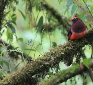 Ward's Trogon, 红腹咬鹃, Harpactes wardi-gallery-