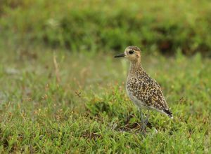 Pacific Golden Plover, 金斑鸻, Pluvialis fulva-gallery-