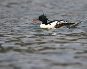 Scaly-sided Merganser, 中华秋沙鸭, Mergus squamatus-gallery-