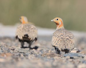 Pallas's Sandgrouse, 毛腿沙鸡, Syrrhaptes paradoxus-gallery-