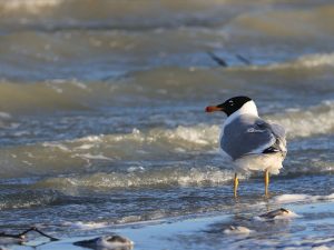 Pallas's Gull, 渔鸥, Ichthyaetus ichthyaetus-gallery-
