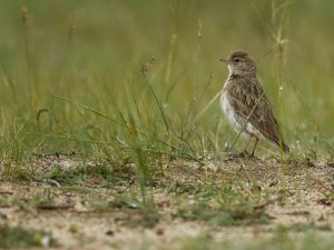 Hume's Short-toed Lark, 细嘴短趾百灵, Calandrella acutirostris-gallery-