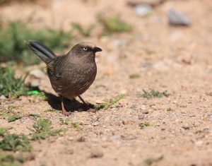 Elliot's Laughingthrush, 橙翅噪鹛, Trochalopteron elliotii-gallery-