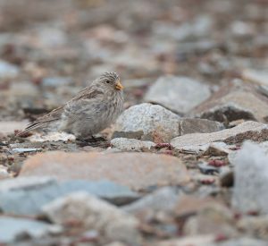 Sillem's Rosefinch, 褐头岭雀, Carpodacus sillemi-gallery-
