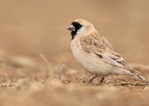 Pere David's Snowfinch, 黑喉雪雀, Pyrgilauda davidiana-gallery-