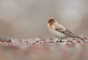 Sillem's Rosefinch, 褐头岭雀, Carpodacus sillemi-gallery-