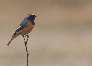 Hodgson's Redstart, 黑喉红尾鸲, Phoenicurus hodgsoni-gallery-