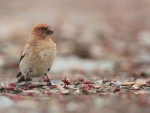 Sillem's Rosefinch, 褐头岭雀, Carpodacus sillemi-gallery-