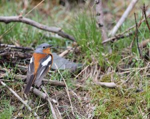 Przevalski's Redstart, 贺兰山红尾鸲, Phoenicurus alaschanicus-gallery-