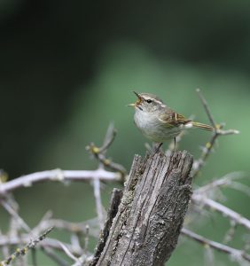Hume's Leaf Warbler, 淡眉柳莺, Phylloscopus humei-gallery-
