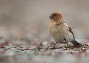 Sillem's Rosefinch, 褐头岭雀, Carpodacus sillemi-gallery-
