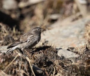 Brandt's Mountain Finch, 高山岭雀, Leucosticte brandti-gallery-