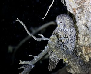 Pere David's Owl, 四川林鸮, Strix davidi-gallery-