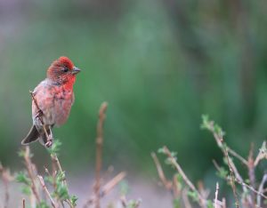 Common Rosefinch, 普通朱雀, Carpodacus erythrinus-gallery-