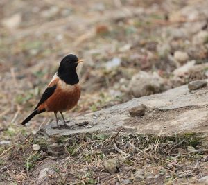Kessler's Thrush, 棕背黑头鸫, Turdus kessleri-gallery-