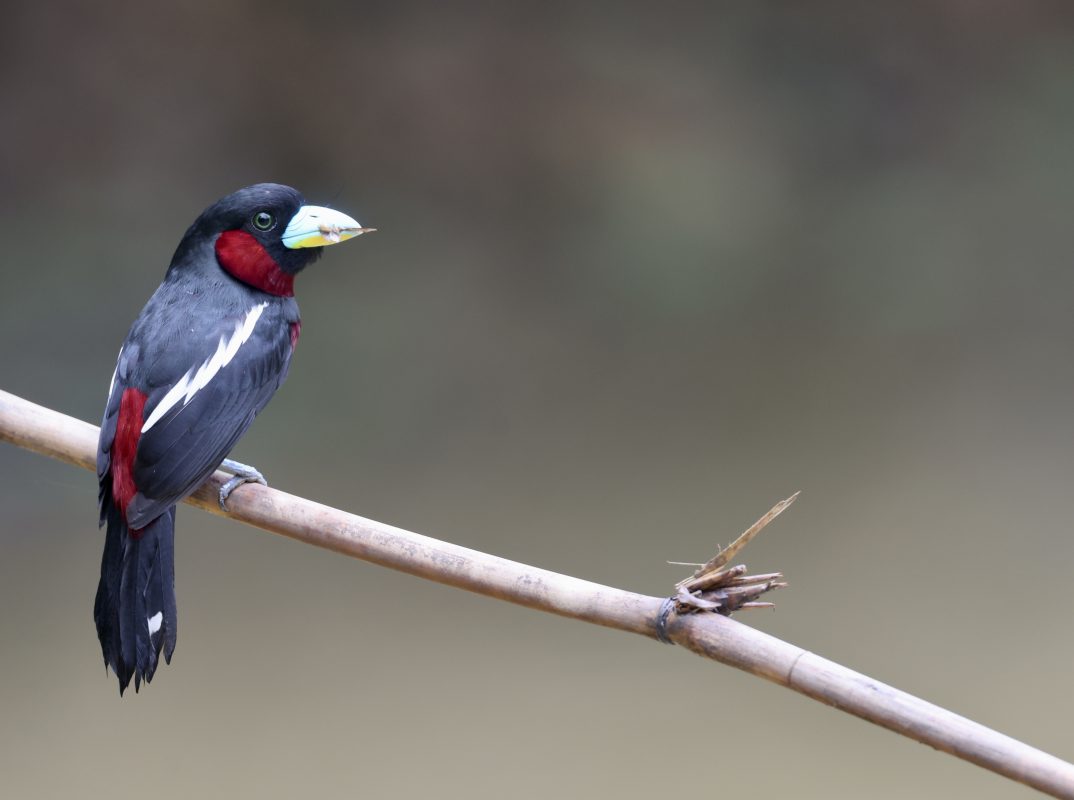 Australian Owlet-Nightjar, 澳洲裸鼻鸱, Aegotheles cristatus