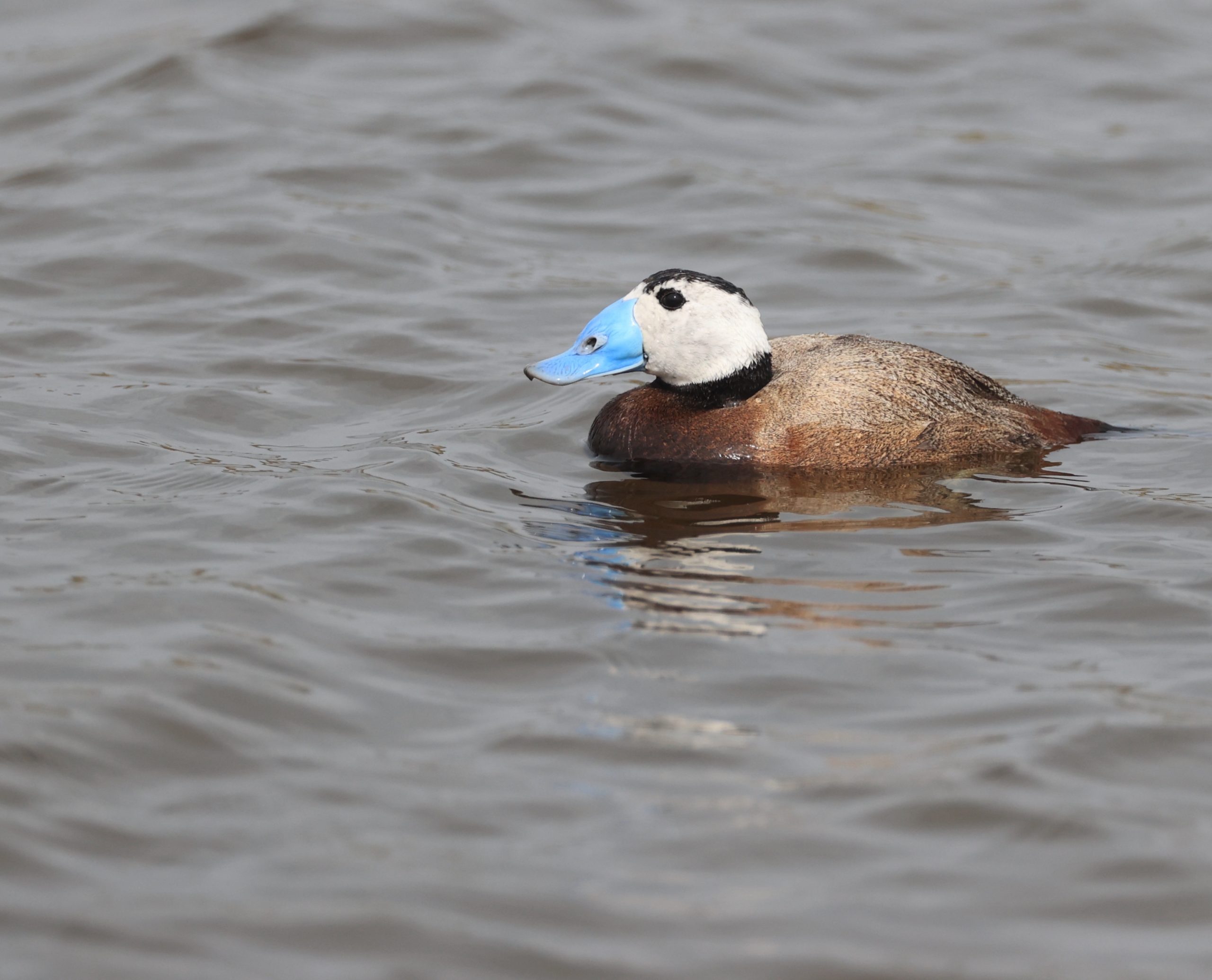 Black-billed Capercaillie, 黑嘴松鸡, Tetrao urogalloides