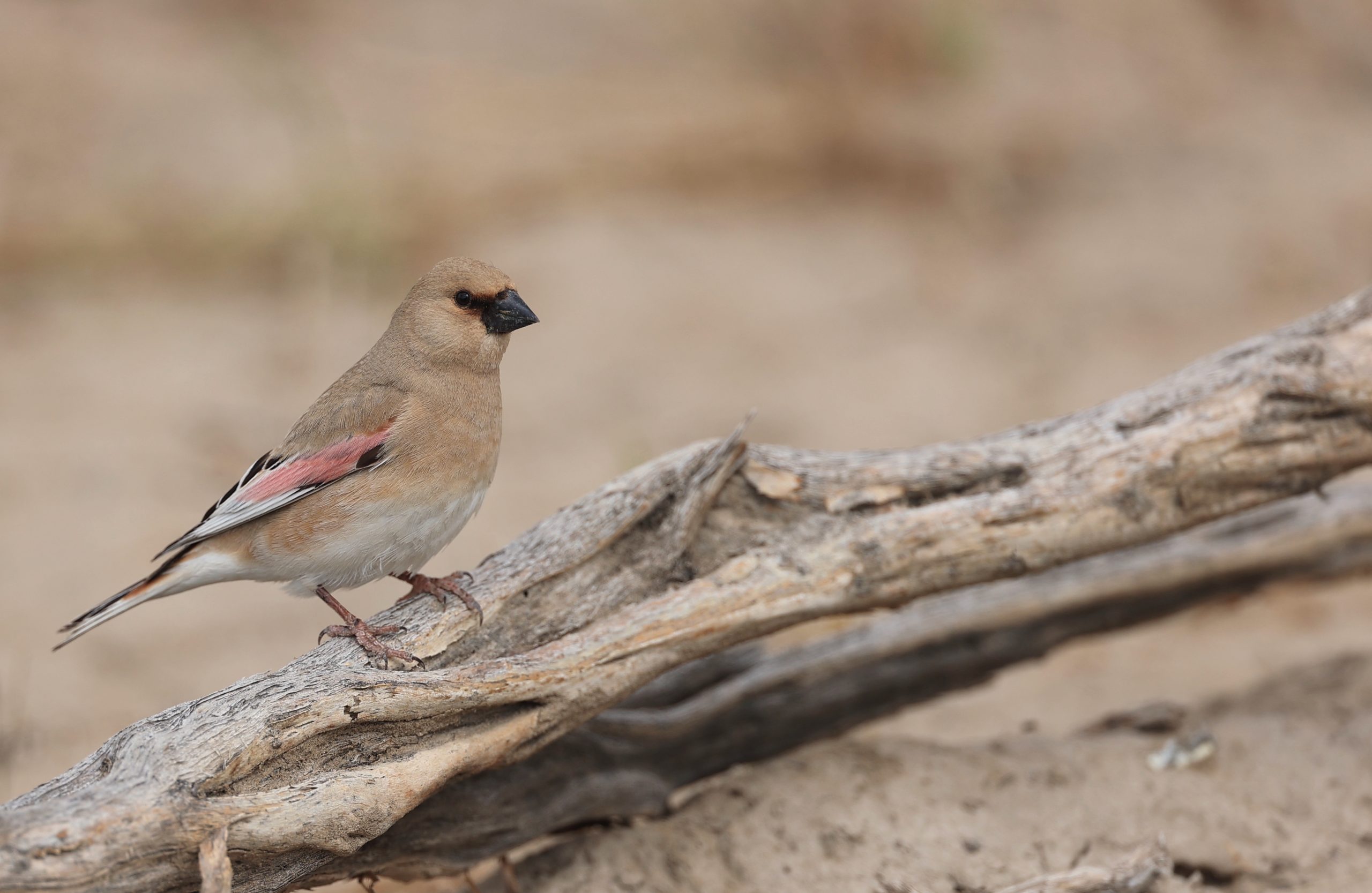 Black-billed Capercaillie, 黑嘴松鸡, Tetrao urogalloides