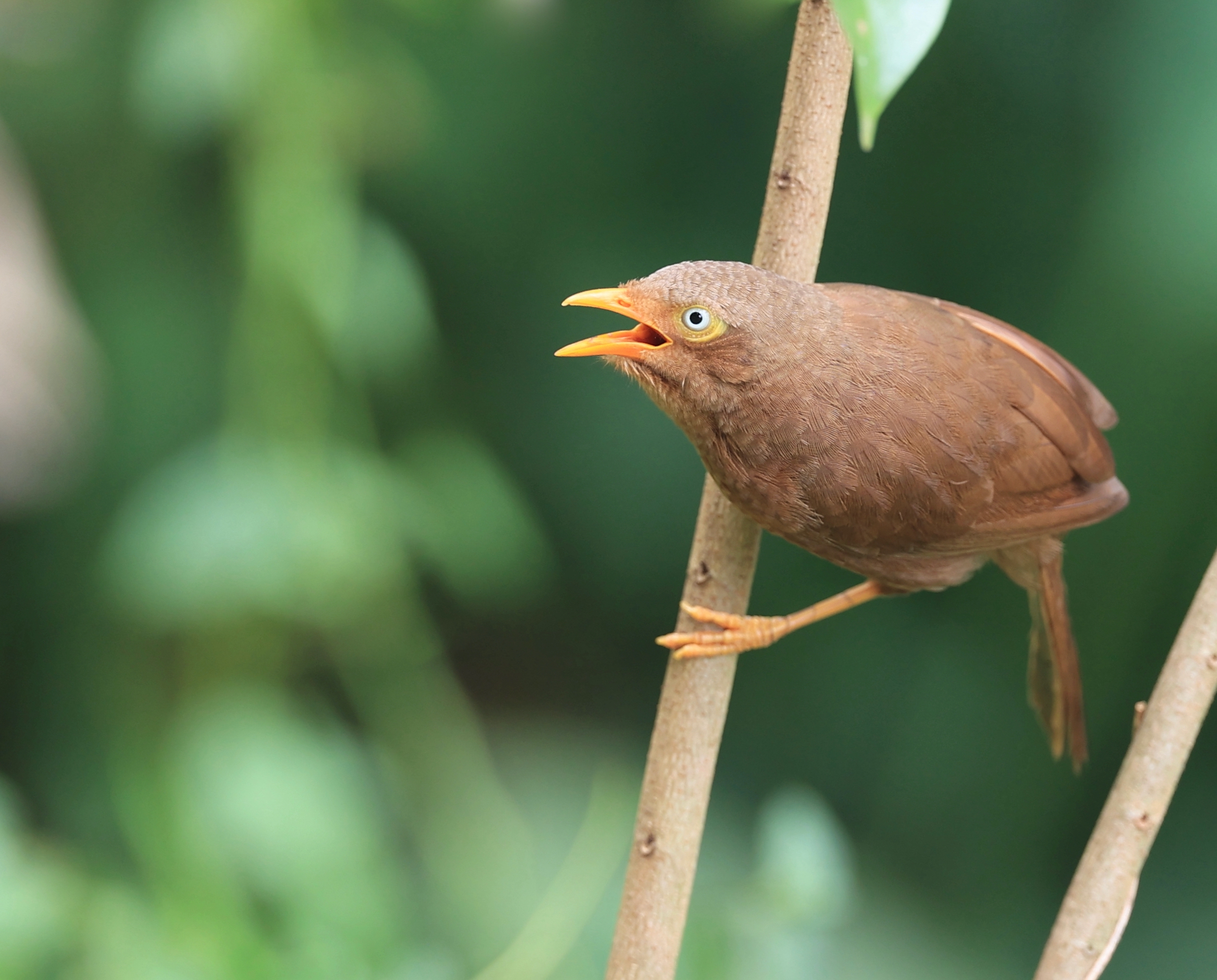Black-billed Capercaillie, 黑嘴松鸡, Tetrao urogalloides
