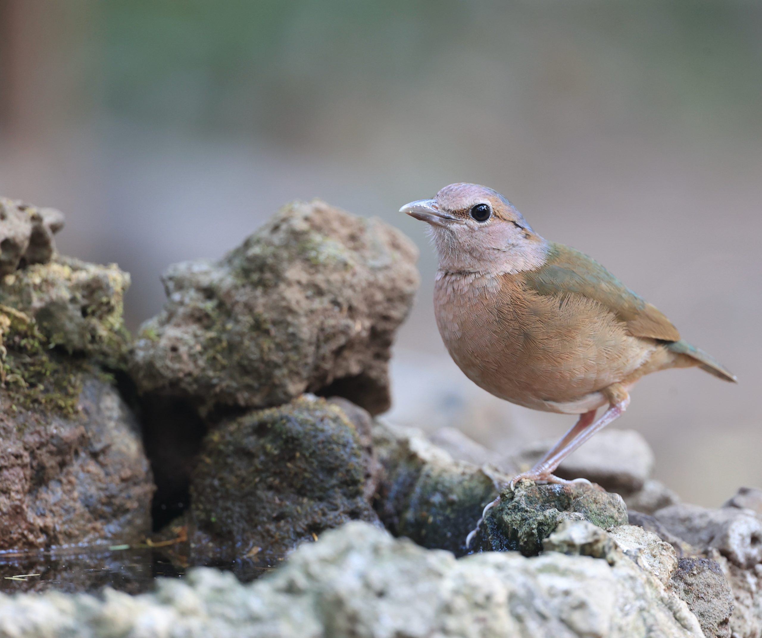 Black-billed Capercaillie, 黑嘴松鸡, Tetrao urogalloides