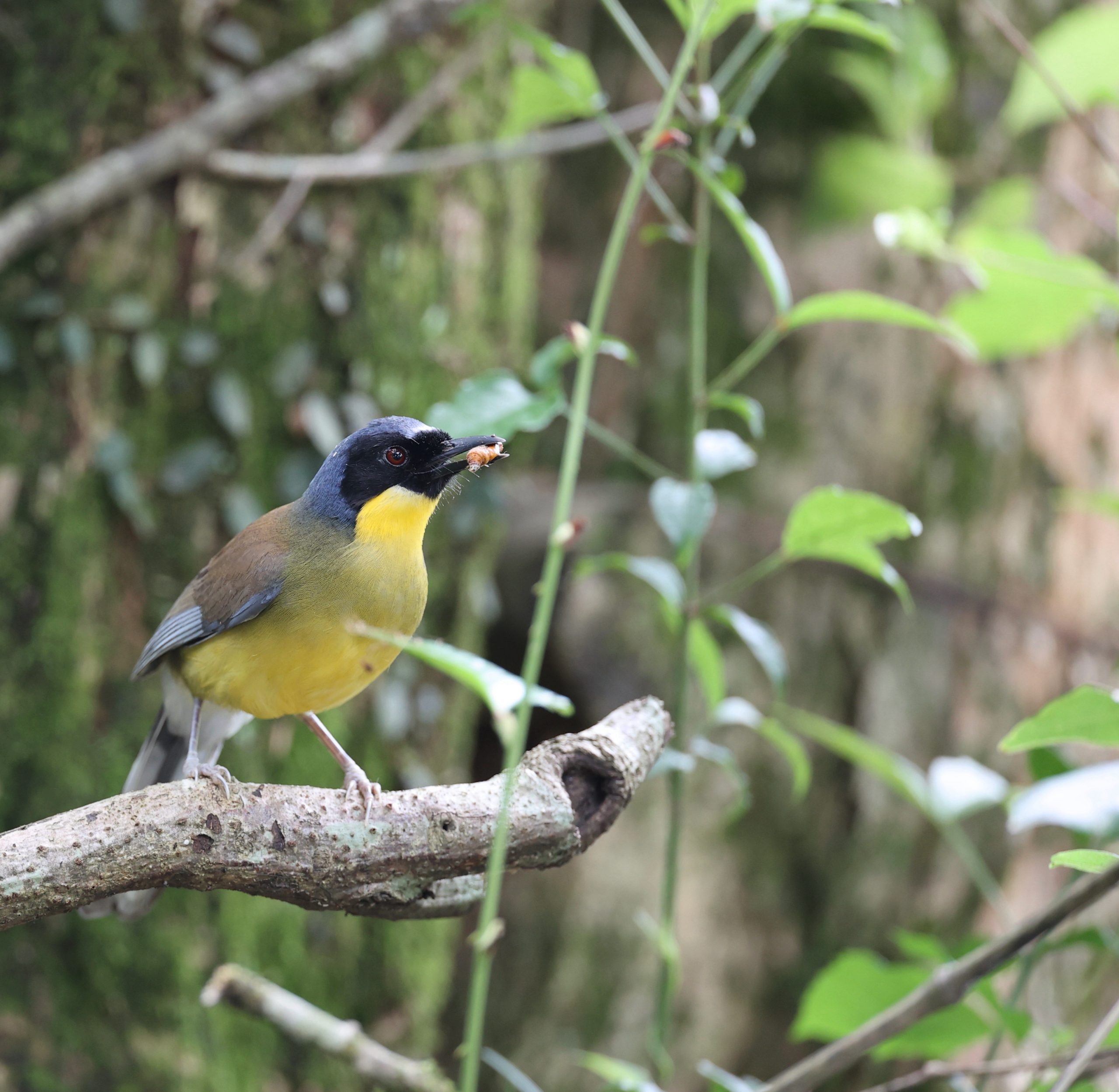 Black-billed Capercaillie, 黑嘴松鸡, Tetrao urogalloides