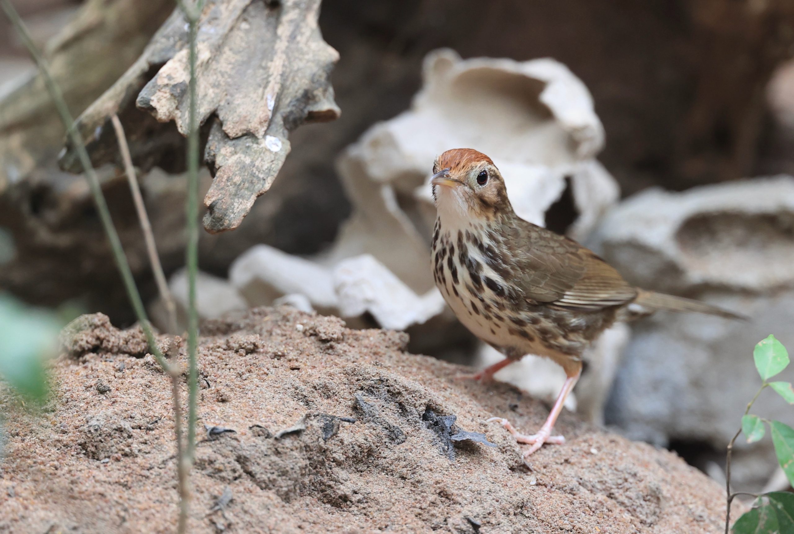 Black-billed Capercaillie, 黑嘴松鸡, Tetrao urogalloides