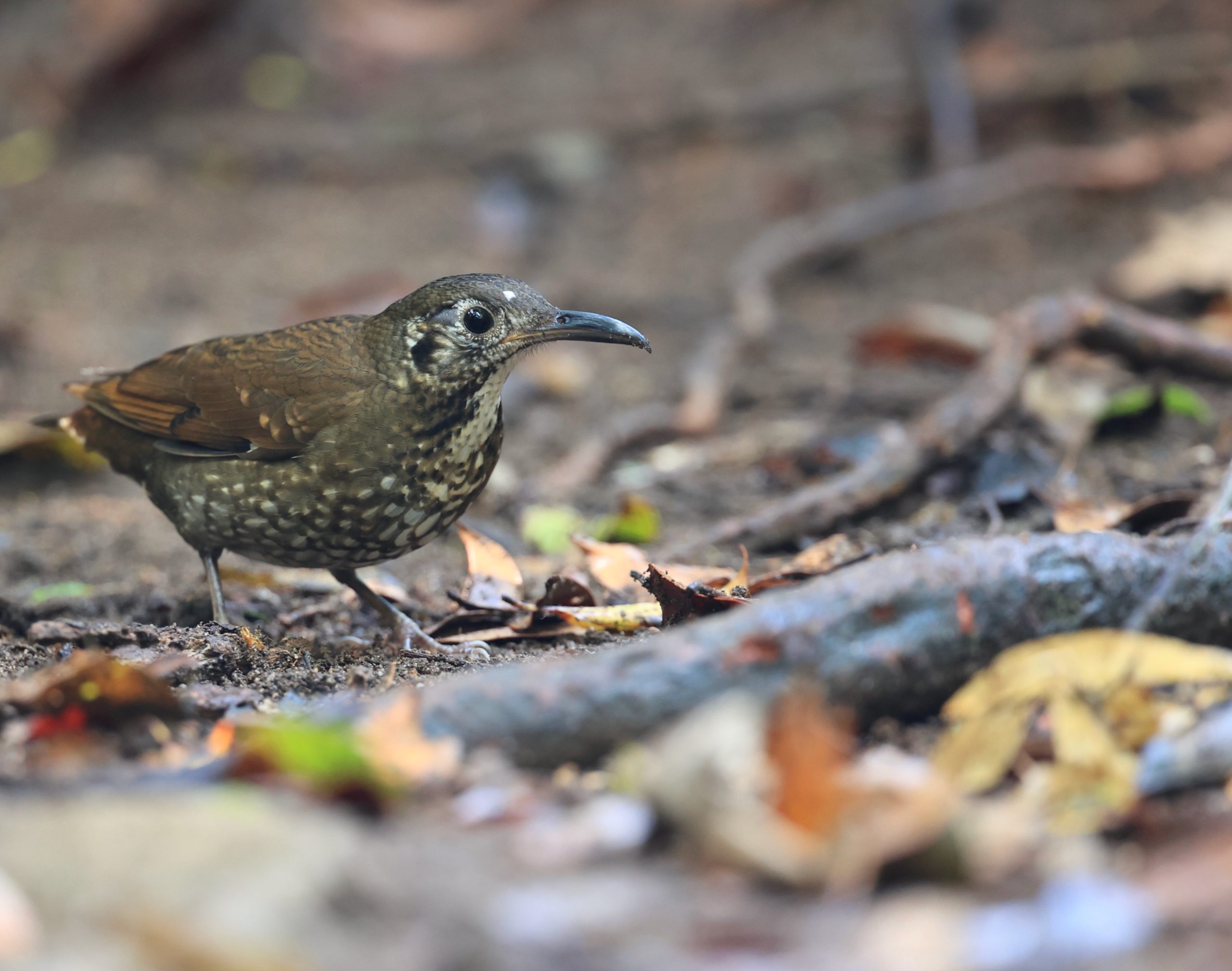 Black-billed Capercaillie, 黑嘴松鸡, Tetrao urogalloides