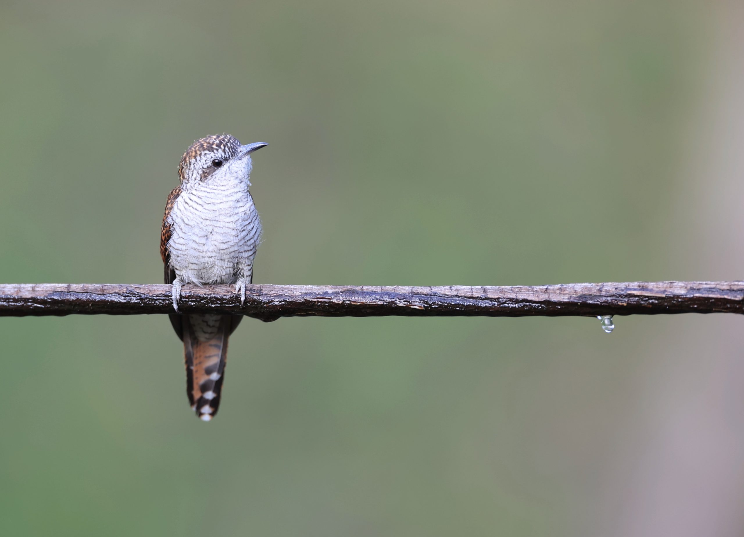 Black-billed Capercaillie, 黑嘴松鸡, Tetrao urogalloides