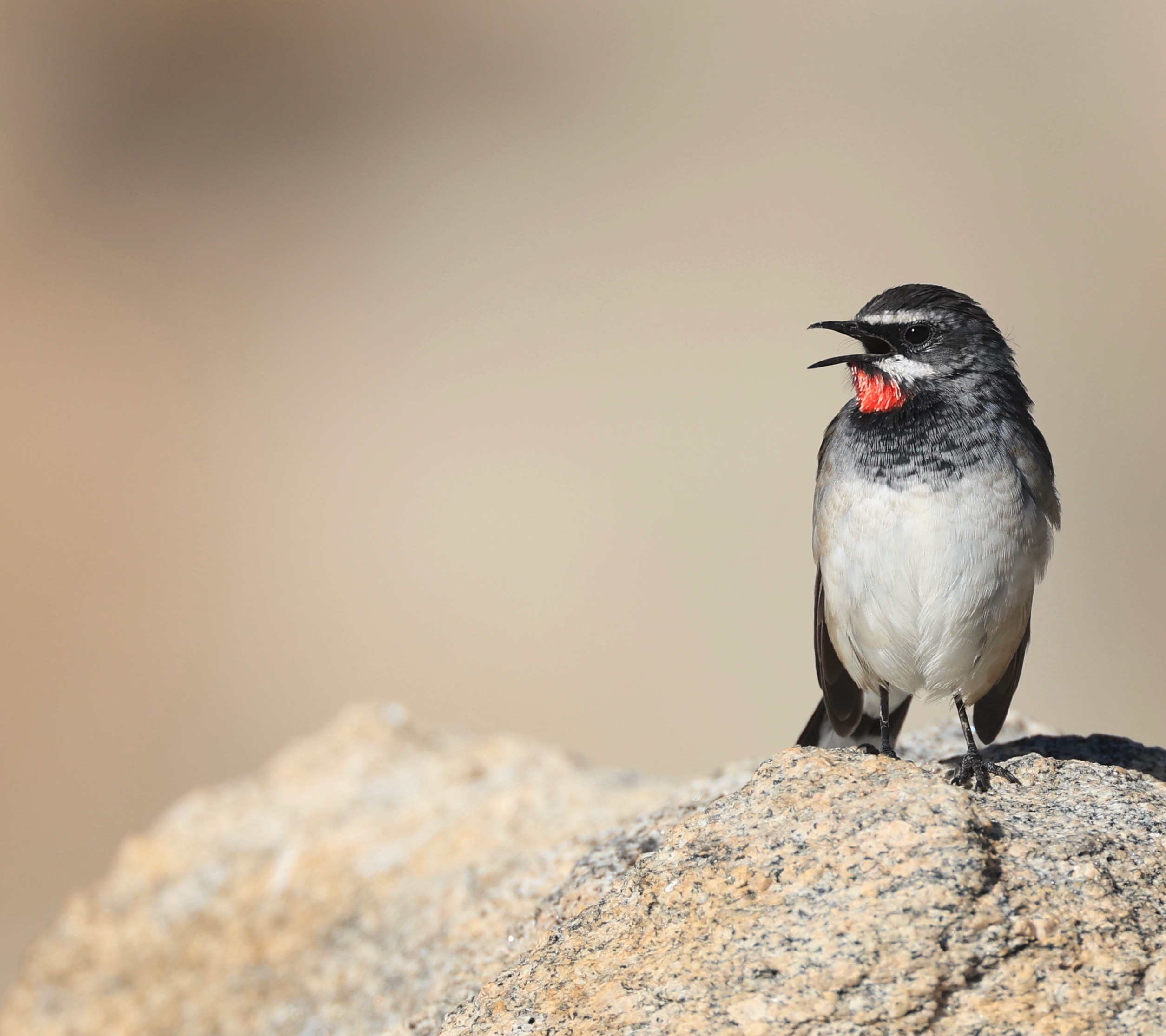 Black-billed Capercaillie, 黑嘴松鸡, Tetrao urogalloides