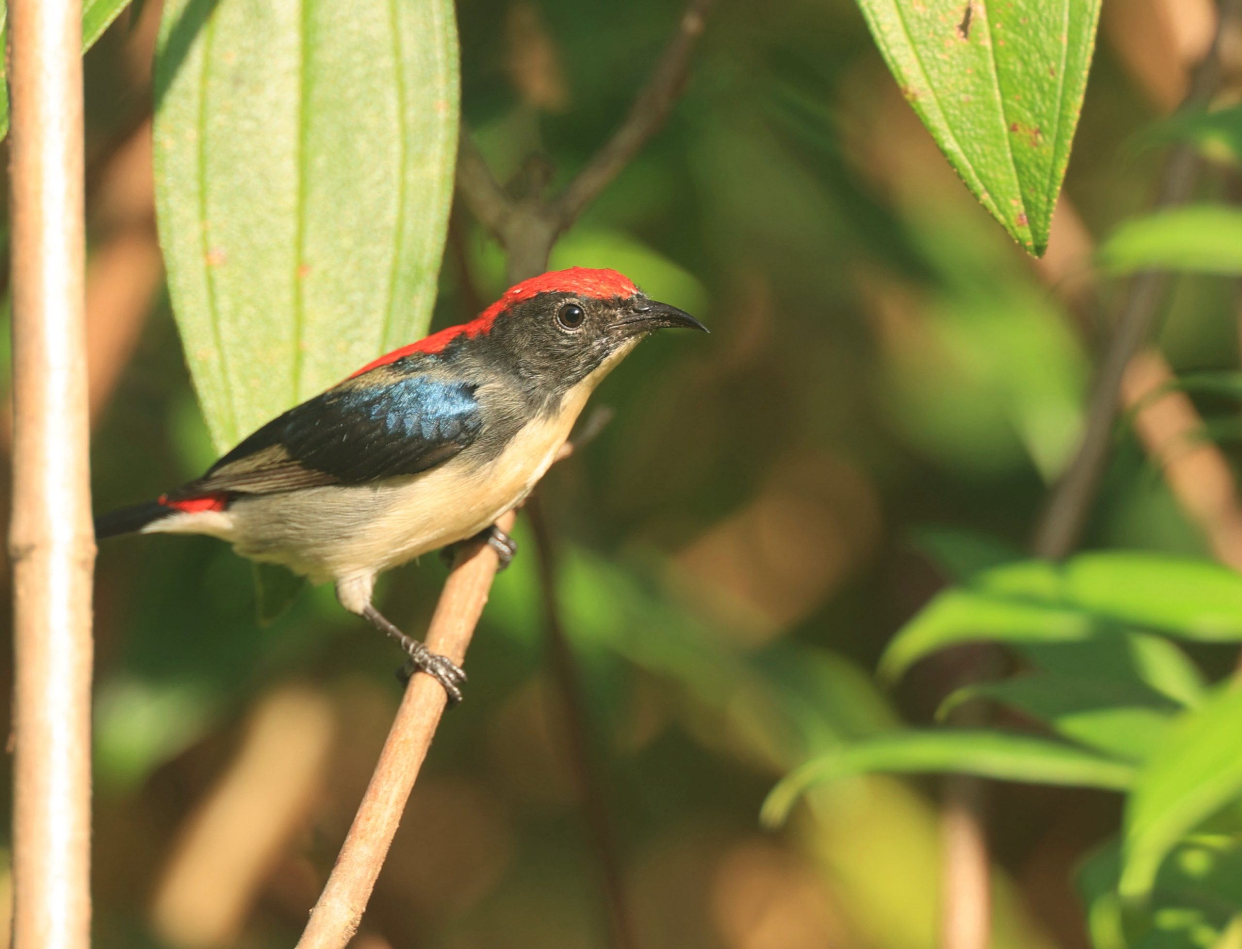 Black-billed Capercaillie, 黑嘴松鸡, Tetrao urogalloides