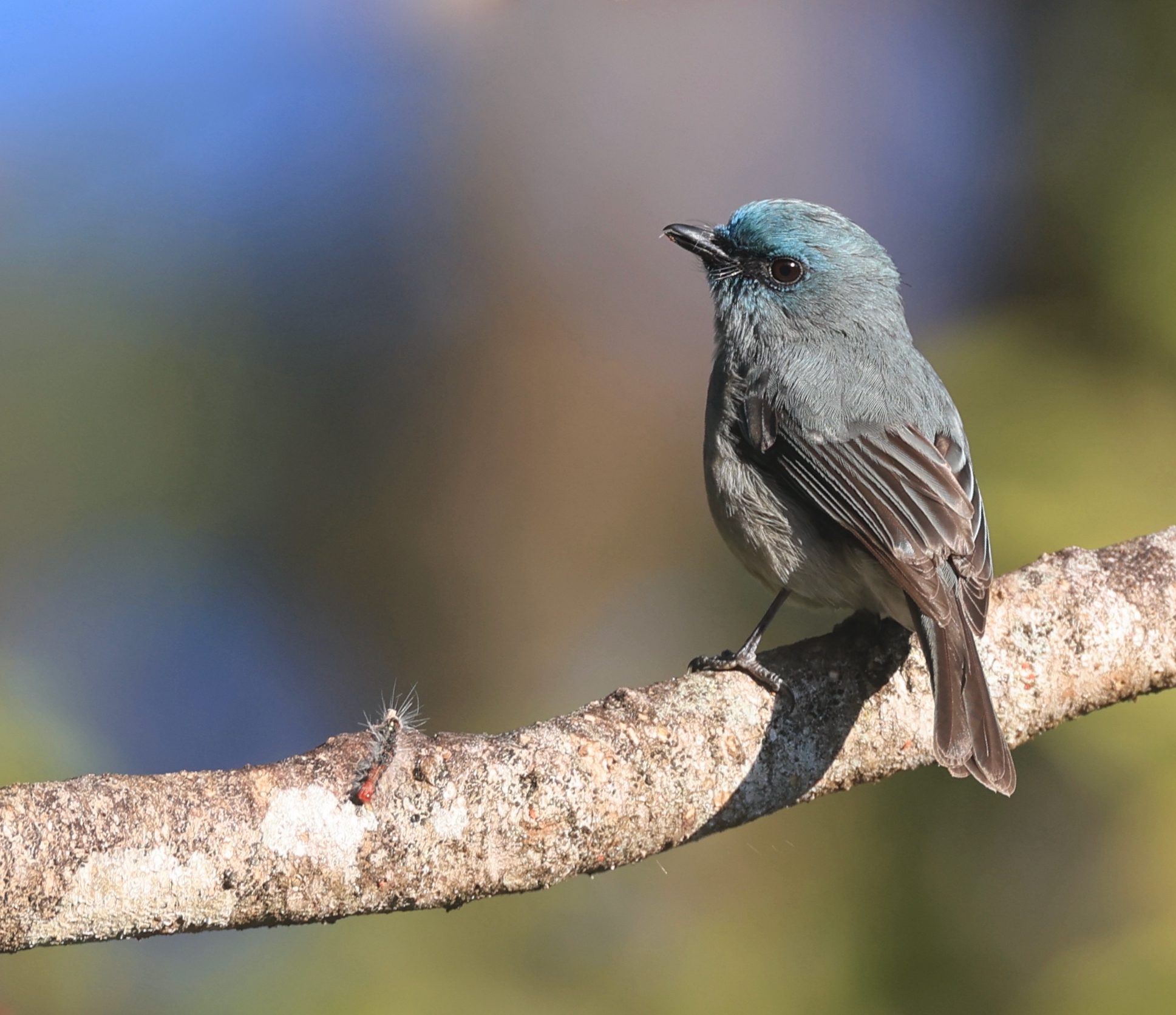 Black-billed Capercaillie, 黑嘴松鸡, Tetrao urogalloides