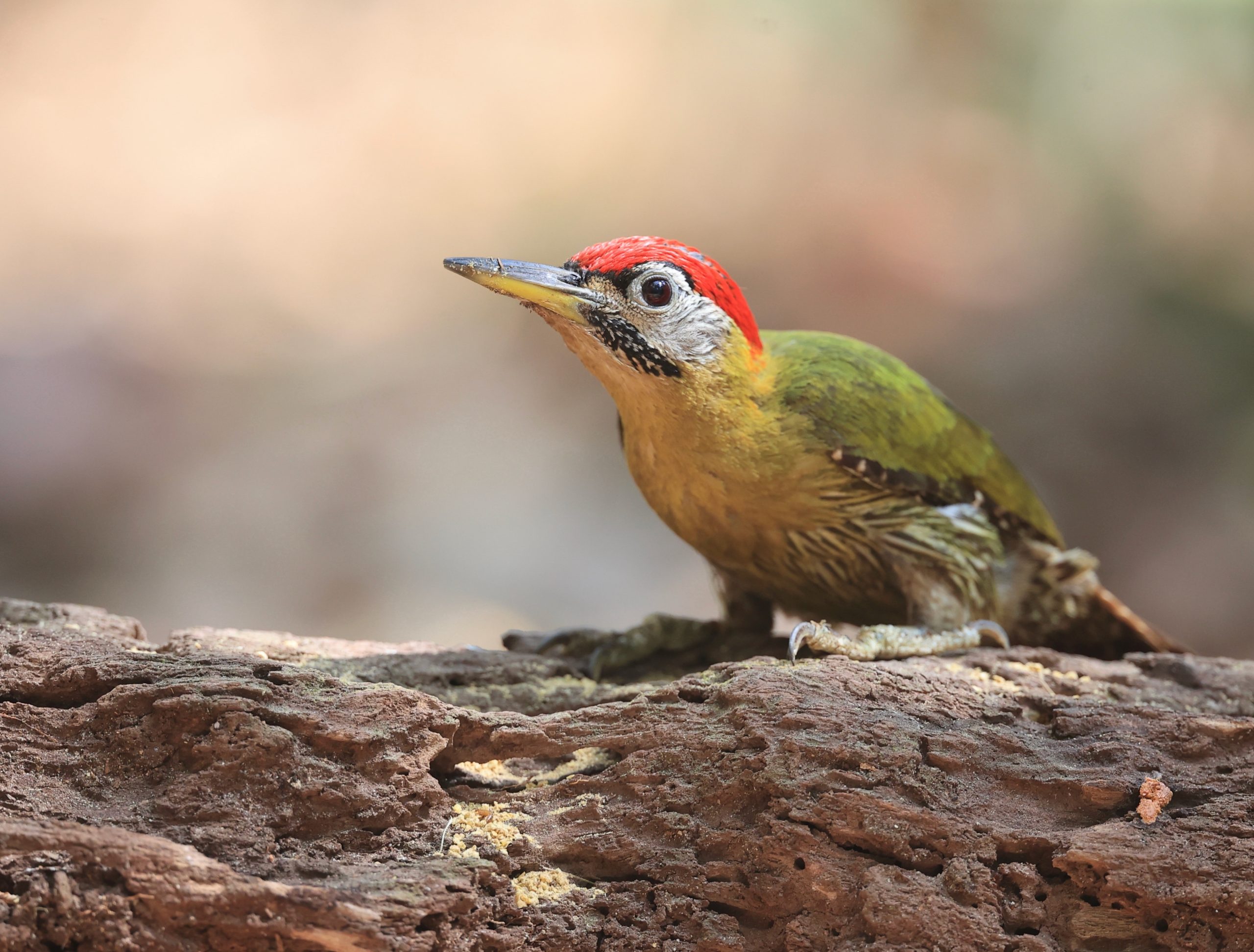 Black-billed Capercaillie, 黑嘴松鸡, Tetrao urogalloides