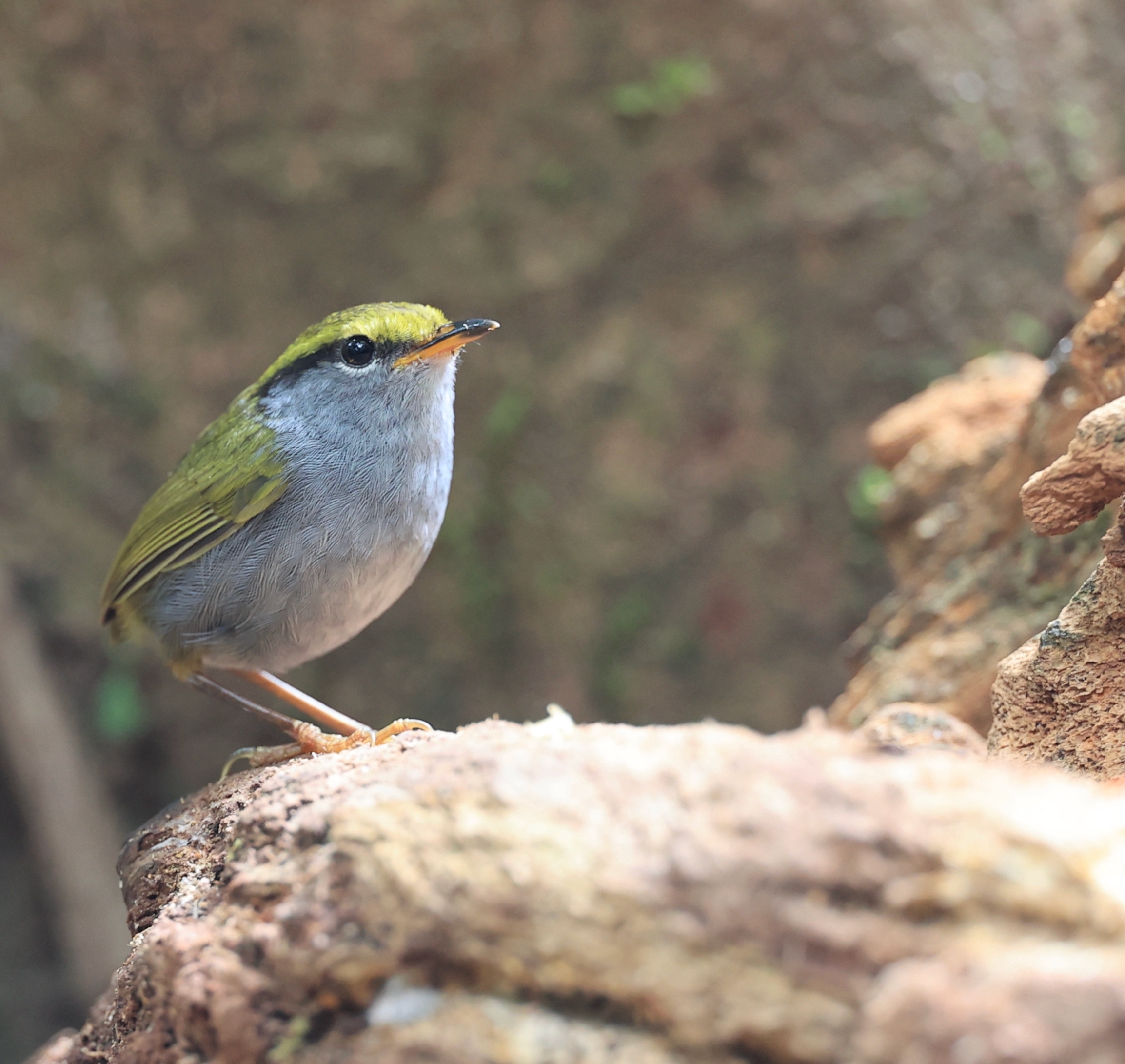 Black-billed Capercaillie, 黑嘴松鸡, Tetrao urogalloides