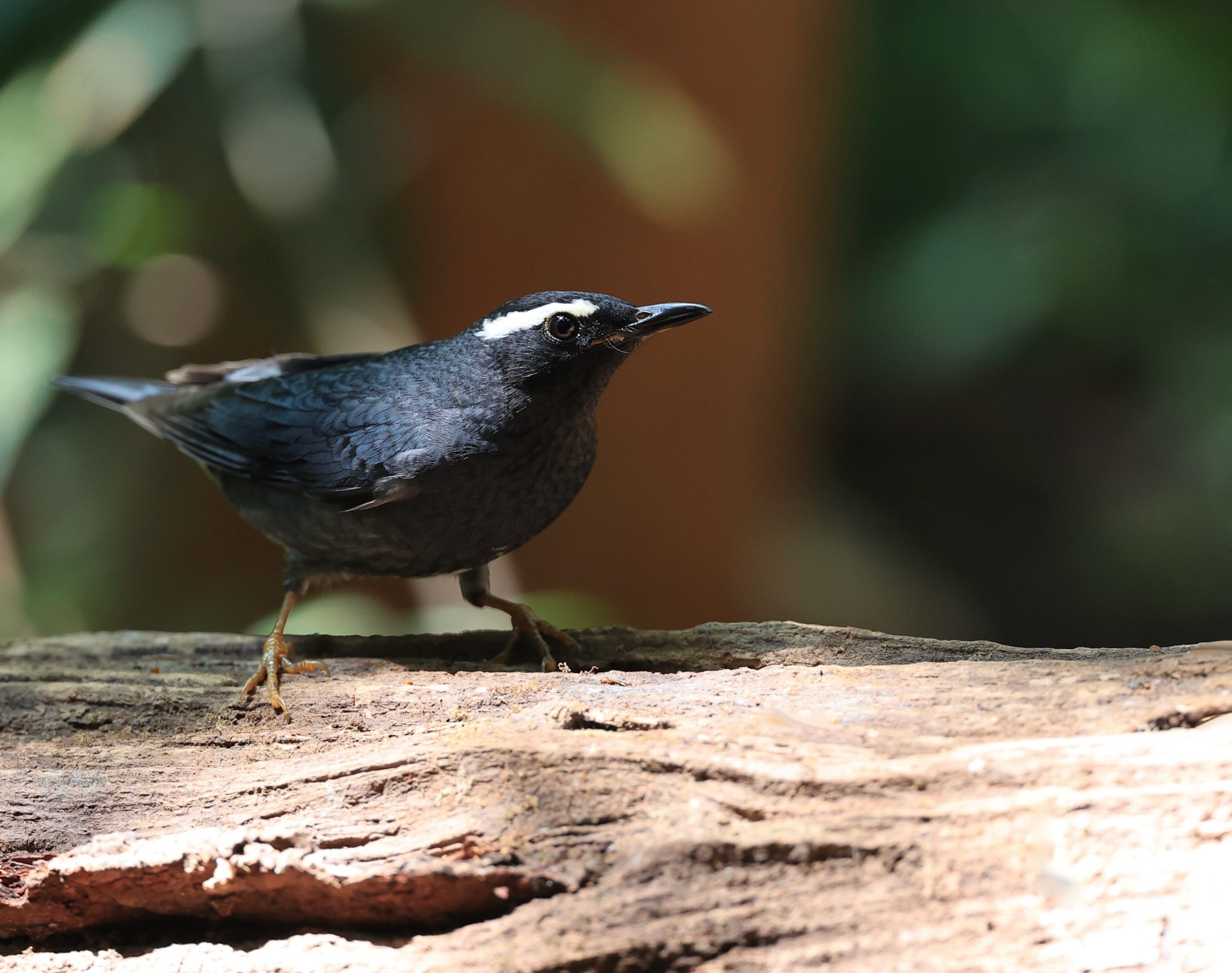 Black-billed Capercaillie, 黑嘴松鸡, Tetrao urogalloides