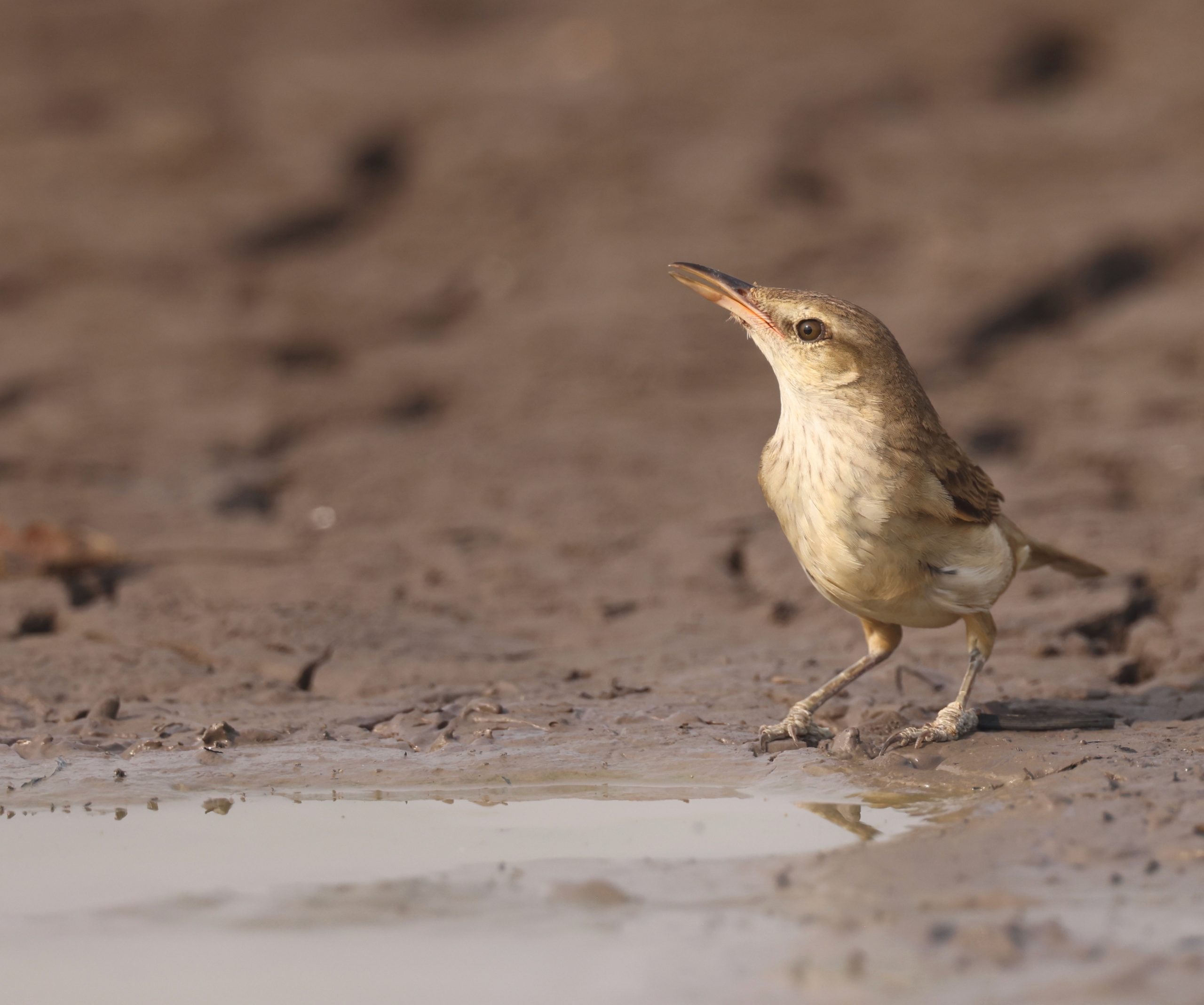 Black-billed Capercaillie, 黑嘴松鸡, Tetrao urogalloides