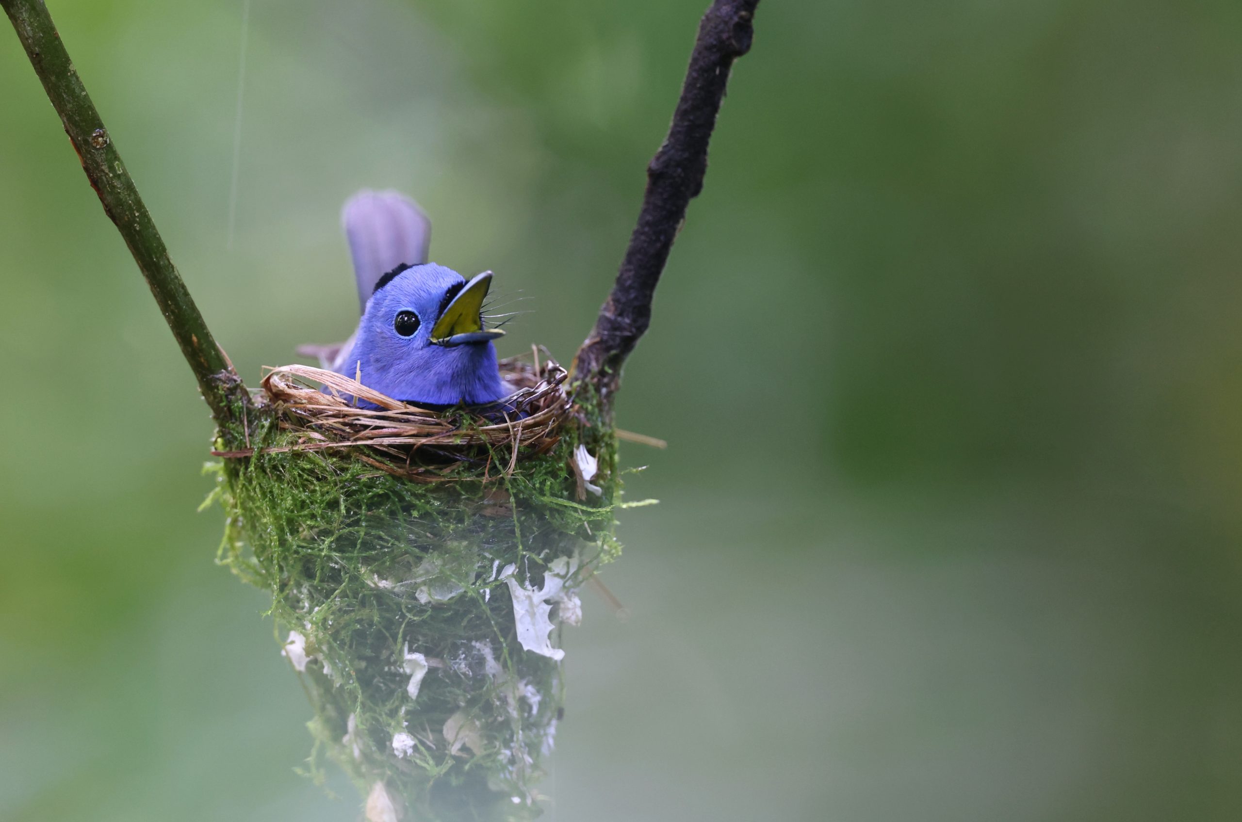 Black-billed Capercaillie, 黑嘴松鸡, Tetrao urogalloides