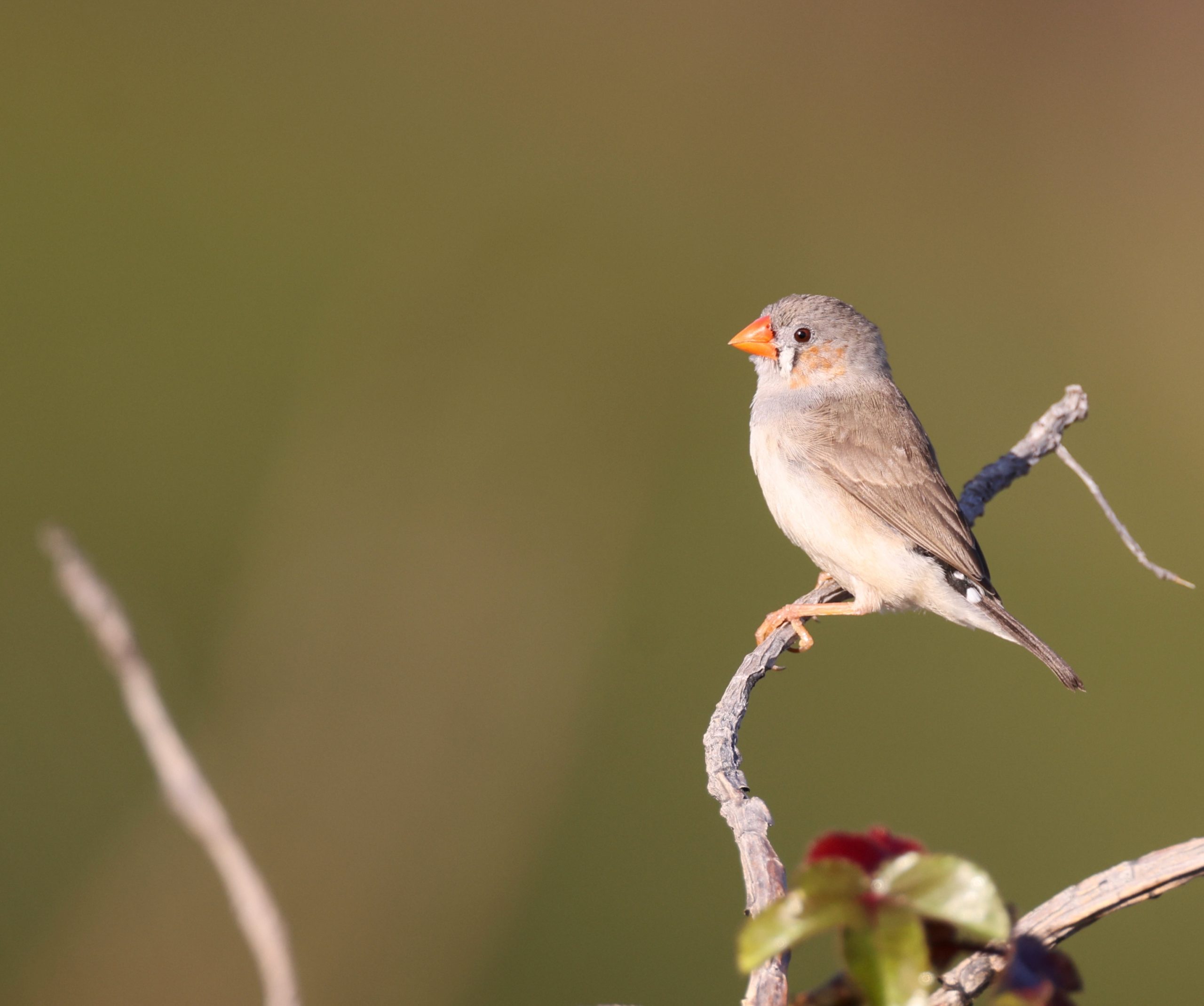Black-billed Capercaillie, 黑嘴松鸡, Tetrao urogalloides